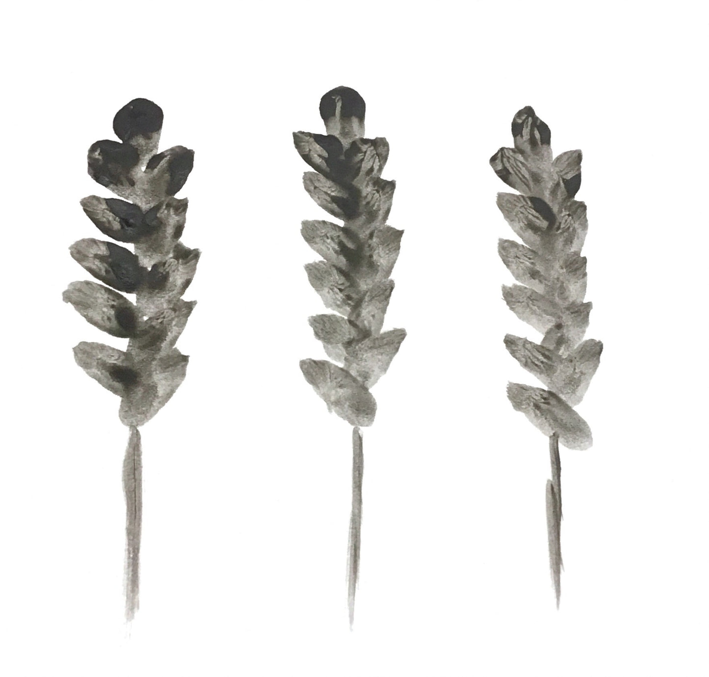 Pampas Grass Thank You Cards- Quantity 50